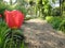 Isolated tulip in a cottage garden