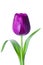 Isolated tulip flower