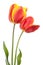 Isolated tulips