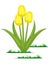 Isolated tulips flowers vector