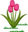 Isolated tulips flowers vector