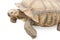 Isolated turtle as a metaphor for slowness and time management