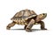 Isolated Turtle on Transparent Background. AI