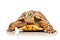 Isolated Turtle on Transparent Background. AI