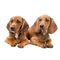 Isolated two Dachshund puppies / sitting