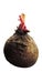 Isolated unpeeled beetroot taproot with brown outer layer with shoots growing on top