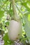 An Isolated Unripe Garden Egg On Tree