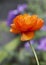 Isolated upright Single Stemmed Orange Poppy with a bokeh background