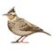 Isolated vector figure of a standing lark