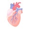 Isolated vector illustration of the human heart with aorta and vein.