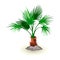 Isolated vector image shows dwarf palmetto tree leaves