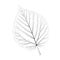 Isolated vector monochrome birch leaf.