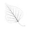 Isolated vector monochrome birch leaf