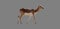 Isolated vectored young antelope