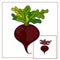 Isolated vegetables. Beet
