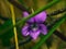 Isolated vibrant Fragrant violet flower blooming against a backdrop of green plants