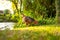 Isolated view of an adult bantam Hen.