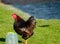 Isolated view of a cockerel seen drinking from a water dispensing in a garden.