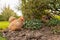Isolated view of a Hen seen looking for food within a large garden in late spring.