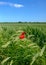 Isolated view of a Poppy flower seen growing in a large field of early crop wheat.