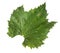 Isolated vine leaf showing galls, effect of Grape erineum mite. Vineyard problem. Top of leaf looks blistered. Colomerus