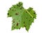 Isolated vine leaf showing galls, effect of Grape erineum mite. Vineyard problem. Underside like rust. Colomerus vitis.