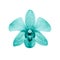 Isolated vintage turquoise flower, Closeup single dendrobium orchid in pastel tone on white background