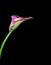 Isolated violet green aged calla blossom,black background, fine art still life color macro