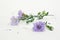 Isolated violet purple cutter flower on white background