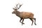 Isolated walking red deer stag with antlers