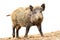 Isolated walking wild boar