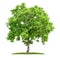 Isolated walnut tree