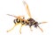 Isolated wasp macro