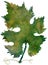 Isolated Watercolor Autumn Vine Leaf (Highres)