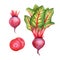 Isolated watercolor beetroot with leaves and pieces