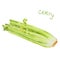 Isolated watercolor celery sketch