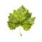 Isolated watercolor grape leaf.