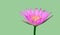 Isolated waterlily on green background with clipping path