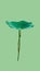 Isolated waterlily on green background with clipping path