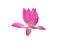 Isolated waterlily or lotus flower.