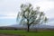 Isolated weeping willow