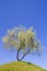 Isolated weeping willow tree on a hill