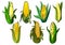 Isolated weet corn cobs vegetables