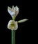 Isolated white amaryllis with a pair of blooms and a bud on black background
