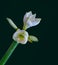 Isolated white amaryllis with a pair of blooms and two buds