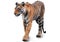 Isolated on white background, close up, wild Bengal tiger, Panthera tigris. Young tigress, walking along the camera, wild animal.