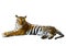 Isolated white background of indochinese tiger face lying with r