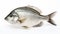 Isolated White Bream Fish On White Background