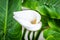 Isolated White Calla Lillie Flower Surrounded By Big Green Leaves  in a Garden. Beautiful Arum Lily in Full Bloom