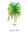 Isolated on white coconut palm tree Cocos nucifera watercolor painting, illustration design element